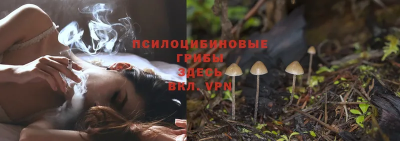 как найти закладки  Микунь  Псилоцибиновые грибы MAGIC MUSHROOMS 